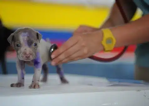 dierenarts hond
