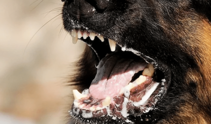 hond bijten