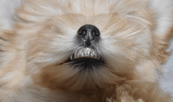 hond tanden | GFC