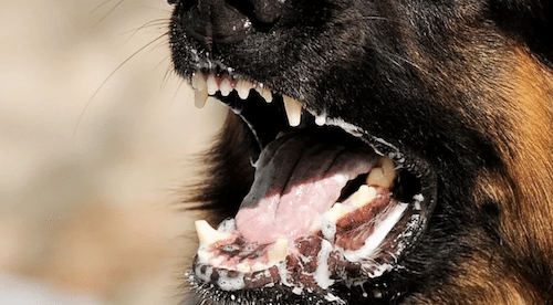 hond