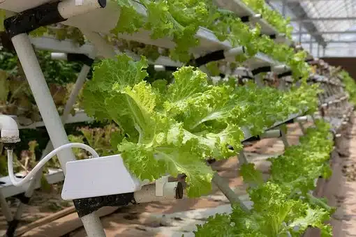 hydroponics 4255403  340