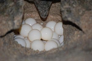 animalstoday schildpadden eieren | GFC