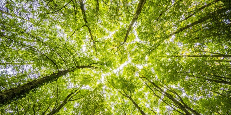 bomen