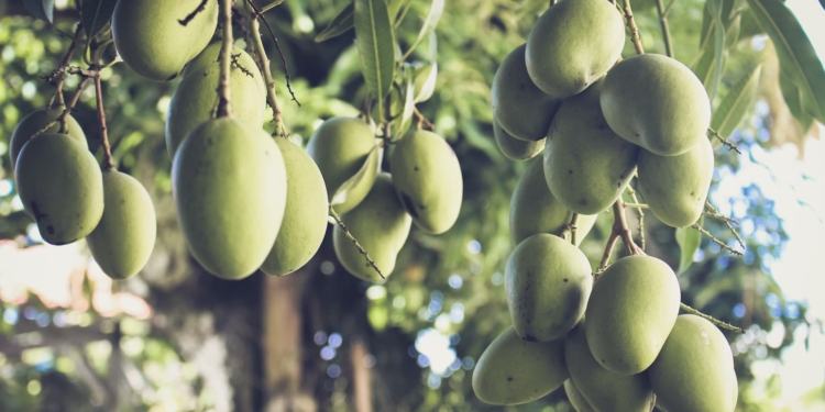 mango boom manje