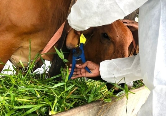 oornummeren runderen veeteelt koe rund