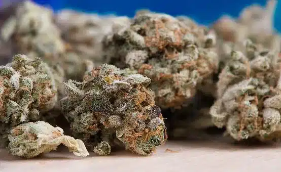 cannabis 2150543  340hennep hasj yami marihuana