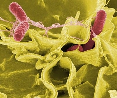 bacterie salmonella 67659  340