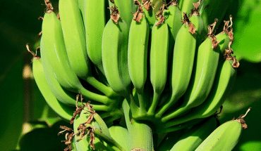 banaan groen | GFC Nieuws