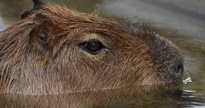 capibara