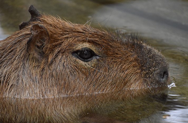 capibara