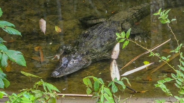 kaaiman krokodil