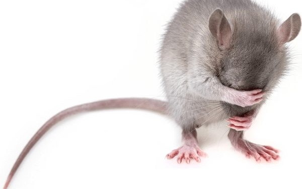 muis2