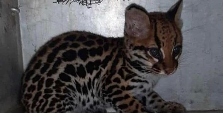 ocelot