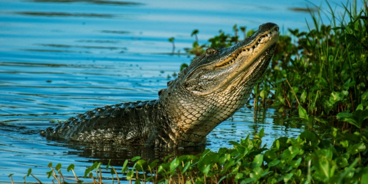 alligator scaled