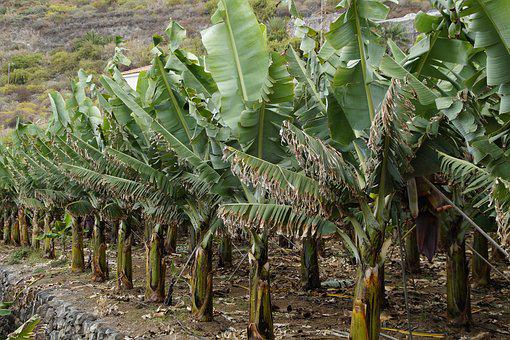 bananen tuinbouw agrarische sector landbouw