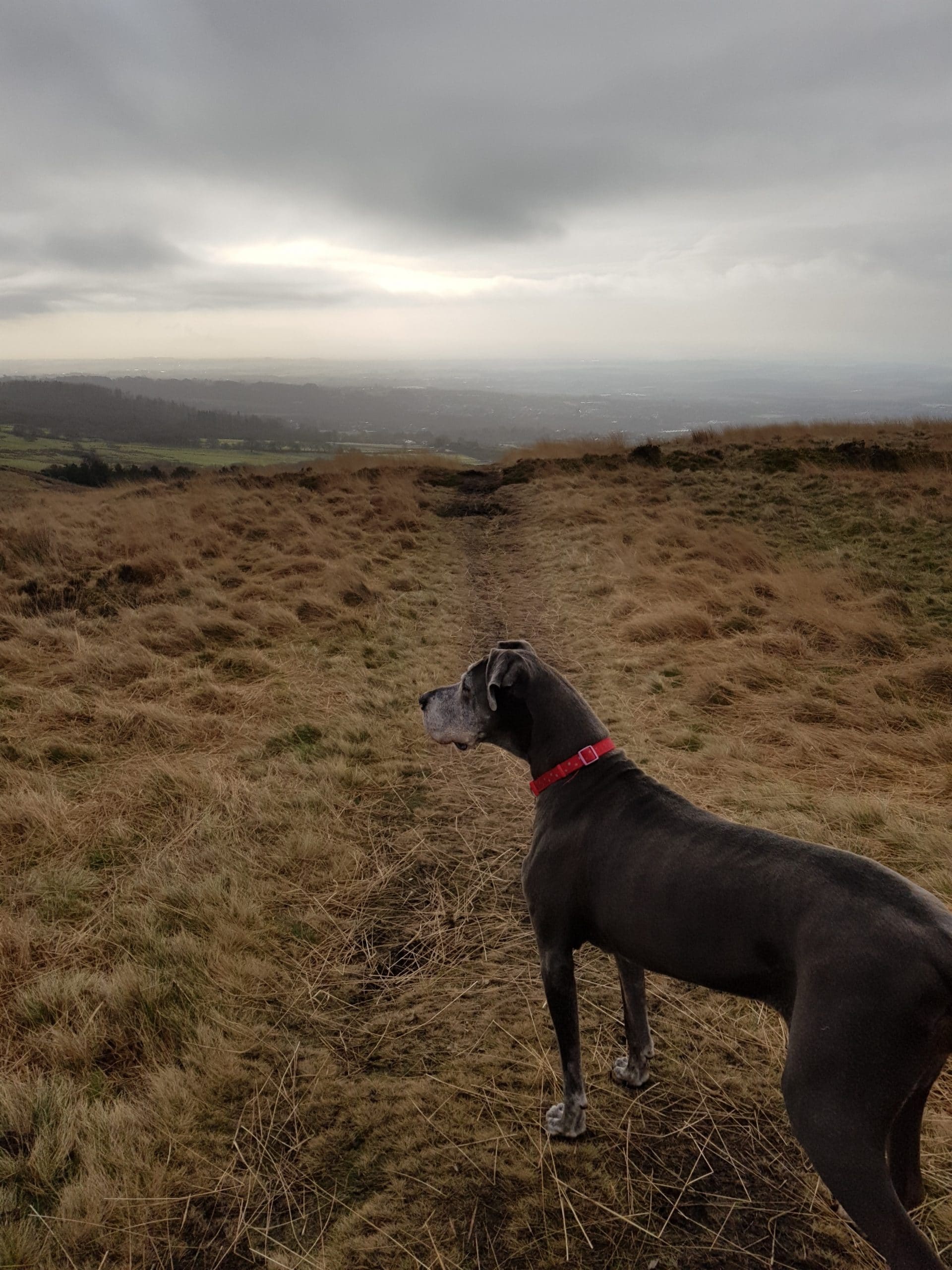 hond deense dog scaled