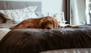 Hond op bed