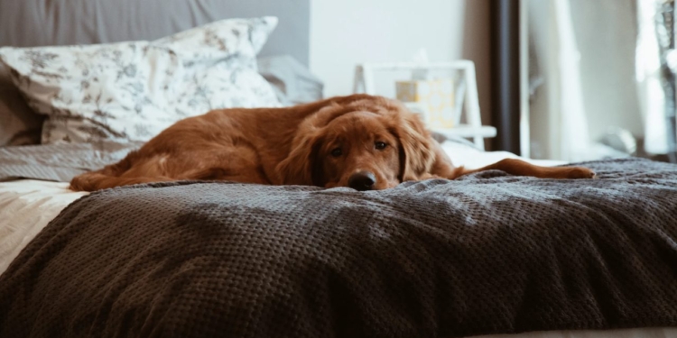 hond op bed nederlanders surinamers
