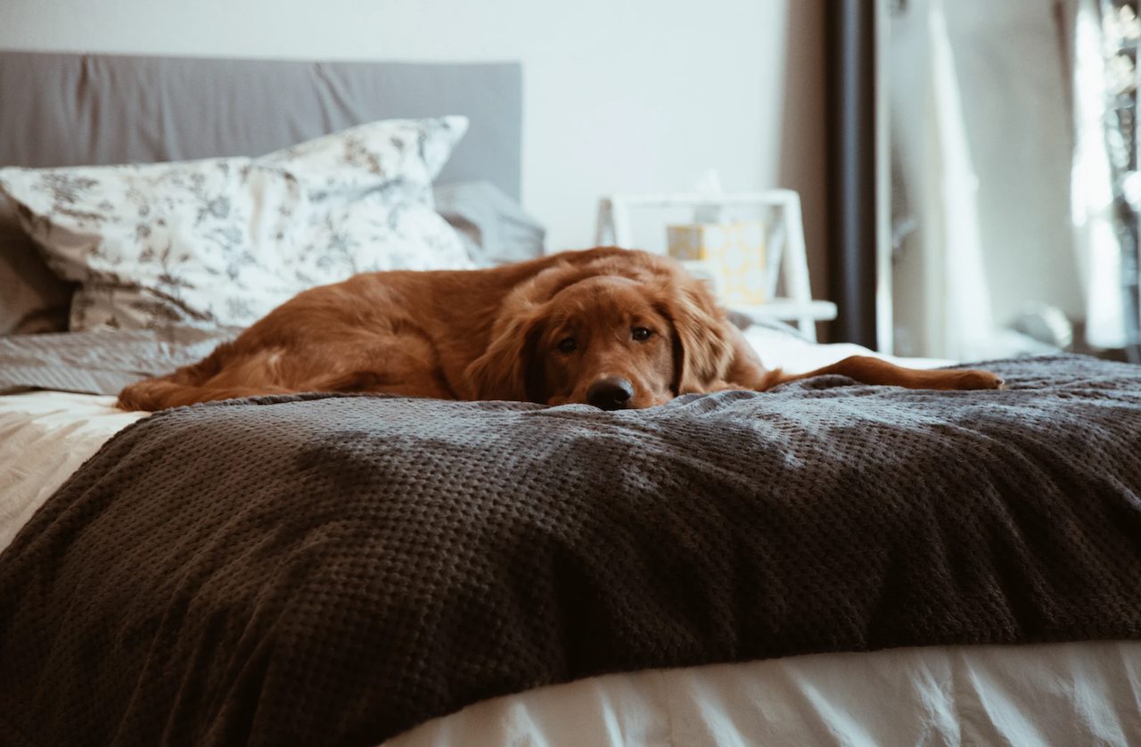 Hond op bed
