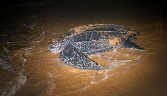 lederschildpad