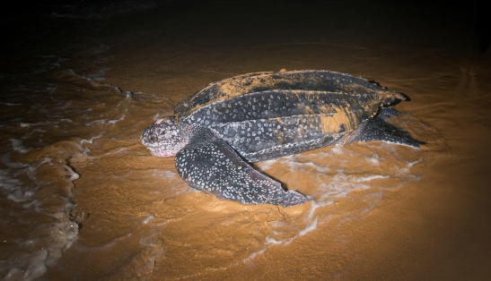 lederschildpad