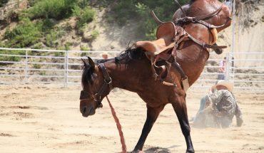 paard cowboy