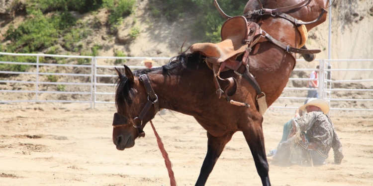 paard cowboy