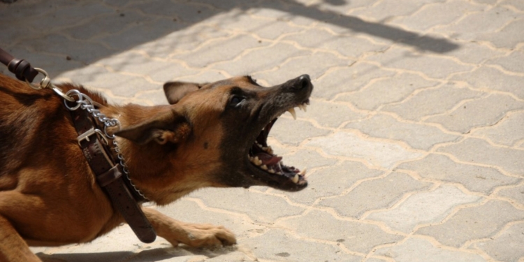 hond agressief bijten