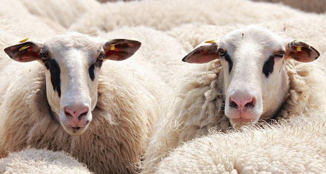 schapen schaap