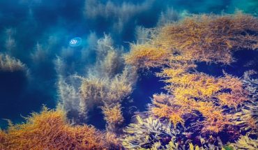 zeegras water zee oceaan | GFC Nieuws