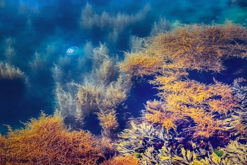 zeegras water zee oceaan