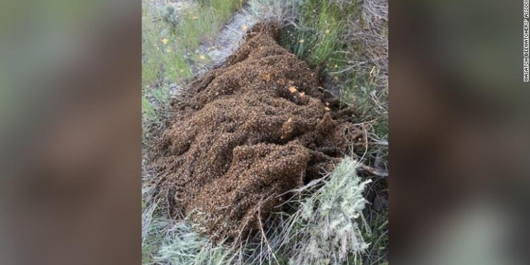 220701134747 02 utah bees highway crash exlarge 169