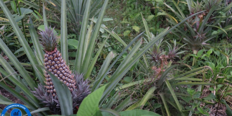 ananas aanplant fruit