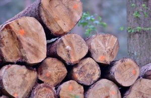 boomstammen houtkap | GFC Nieuws