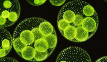 microalgen | GFC Nieuws