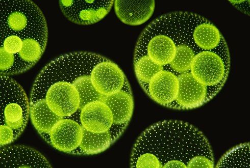 microalgen