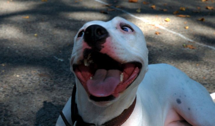 pitbull hond | GFC