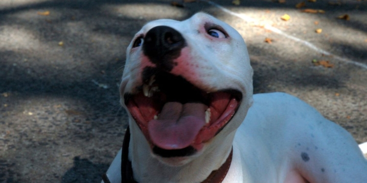 pitbull hond