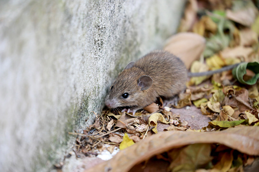 ratten muis ziekte van weil