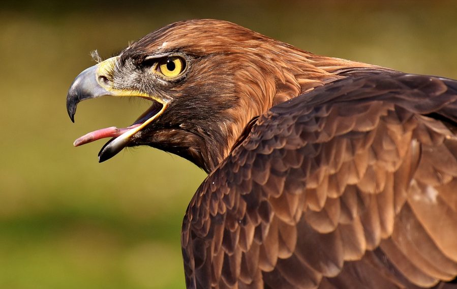 roofvogels
