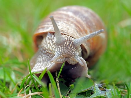 slak slakken snail
