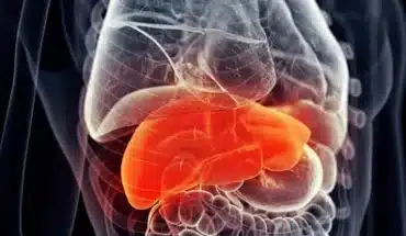 Antibiotica kunnen risico oudere volwassenen op inflammatoire darmaandoeningen verhogen 12 menselijk lichaam leverziekte organen darmen nieren