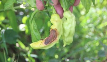 peper fruitziekte | GFC Nieuws