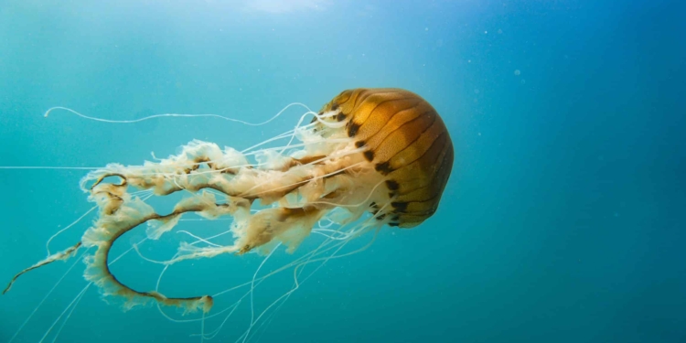 compass jellyfish off the welsh coast royalty free image 1654681068