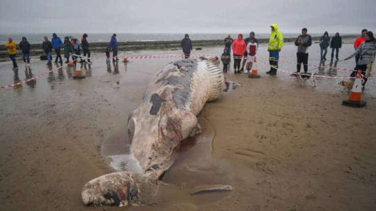 Walvis dood op strand Engeland