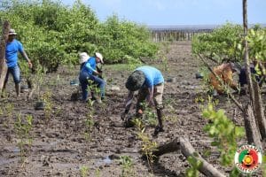 mangrove kustwacht | GFC Nieuws