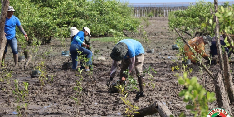 mangrove kustwacht