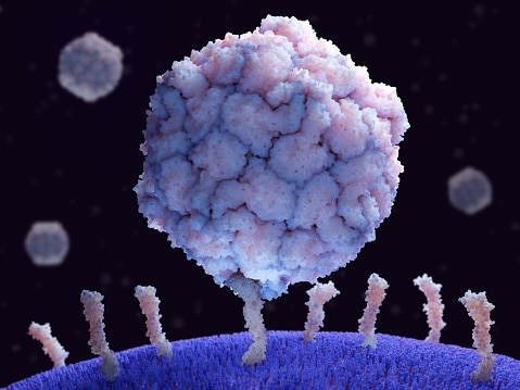 polio virus 1