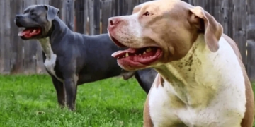 pitbull