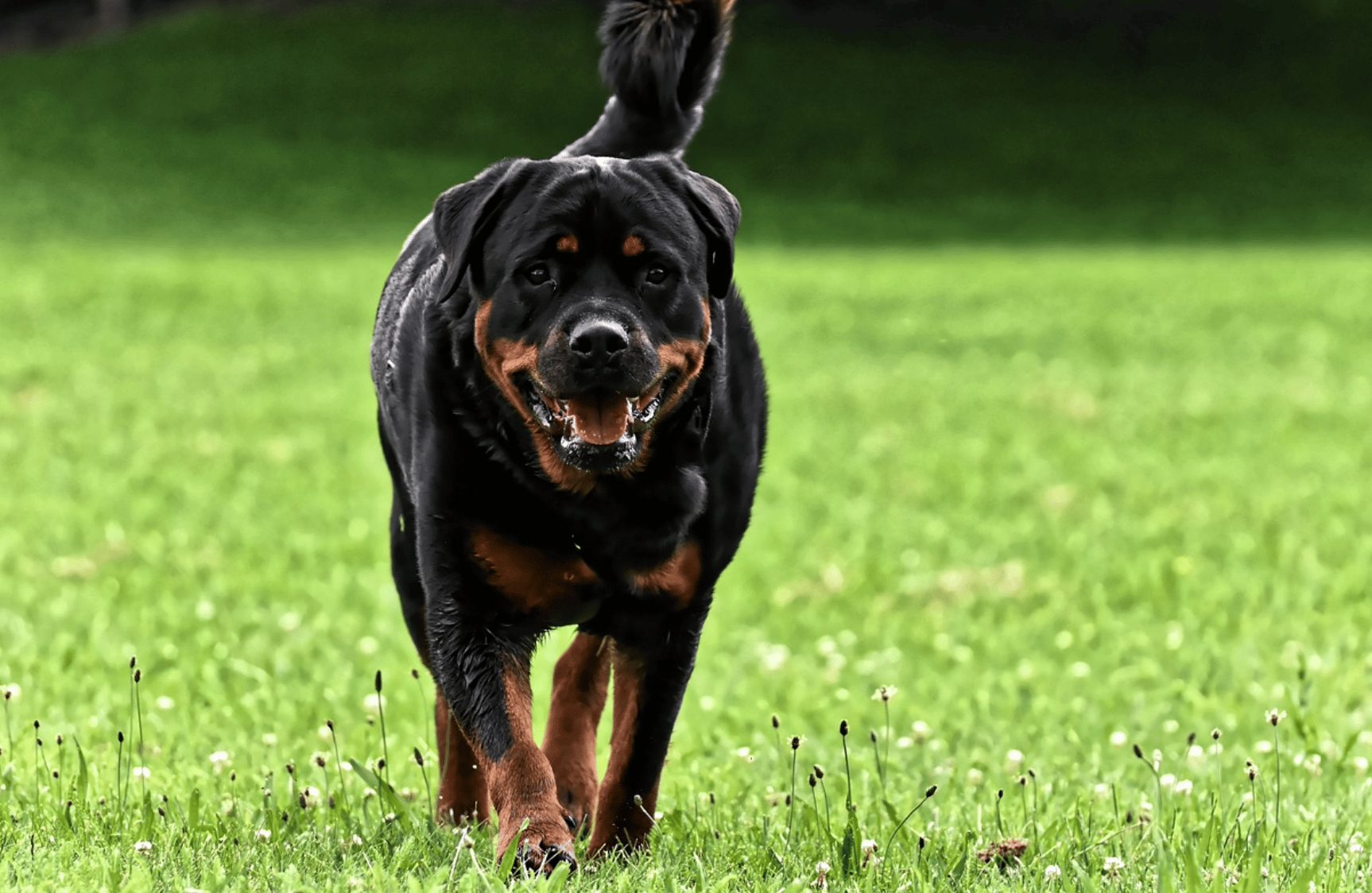 rottweiler hond